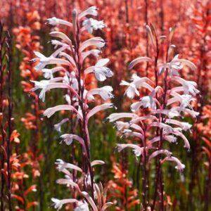 Watsonia stokoei - Suurknol - 5 Seed Pack