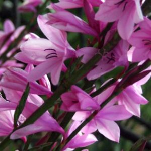 Watsonia strubeniae - 5 Seed Pack