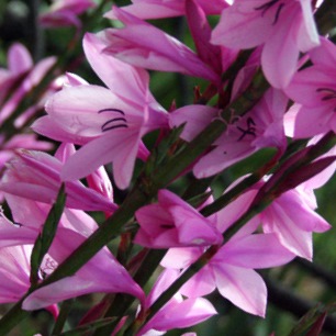 Watsonia strubeniae - 5 Seed Pack