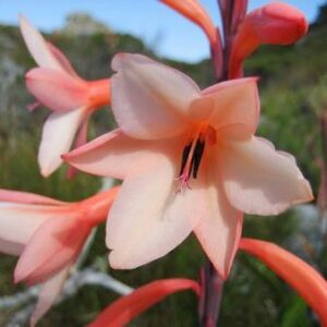 Watsonia tabularis - 5 Seed Pack