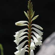 Watsonia watsonioides - 5 Seed Pack