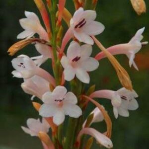 Watsonia wilmaniae - 5 Seed Pack
