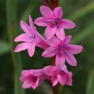 Watsonia wilmsii - 5 Seed Pack