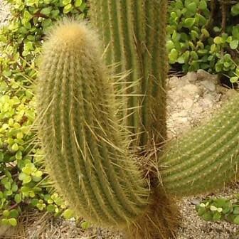 Weberbauerocereus johnsonii Long Thorn - 5 Seed Pack
