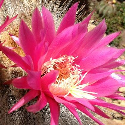 Weberbauerocereus johnsonii Long Thorn - 5 Seed Pack - Image 2