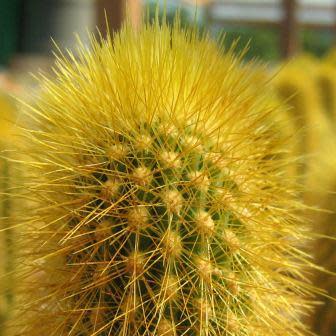 Weberbauerocereus johnsonii Long Thorn - 5 Seed Pack - Image 3