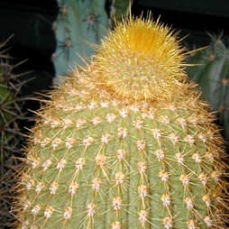Weberbauerocereus johnsonii Long Thorn - 5 Seed Pack - Image 5
