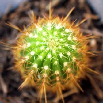 Weberbauerocereus johnsonii Long Thorn - 5 Seed Pack - Image 6