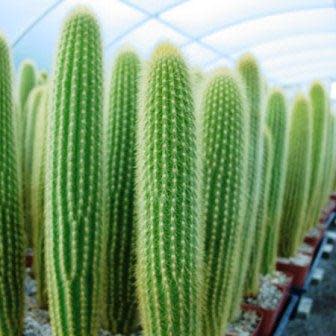 Weberbauerocereus johnsonii Short Thorn - 5 Seed Pack