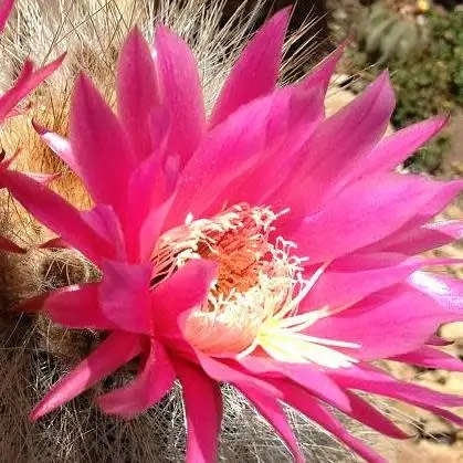Weberbauerocereus johnsonii Short Thorn - 5 Seed Pack - Image 2