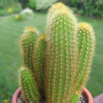 Weberbauerocereus johnsonii Short Thorn - 5 Seed Pack - Image 3