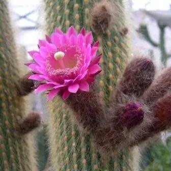 Weberbauerocereus johnsonii Short Thorn - 5 Seed Pack - Image 4