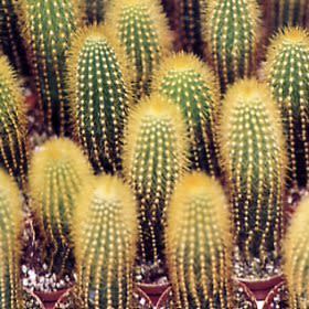Weberbauerocereus johnsonii Short Thorn - 5 Seed Pack - Image 5