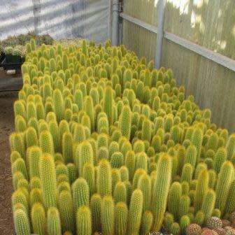 Weberbauerocereus johnsonii Short Thorn - 5 Seed Pack - Image 6