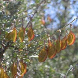Wiborgia tetraptera (Jacksonago tetraptera) - 5 Seed Pack