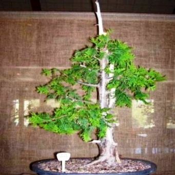 Widdringtonia nodiflora - Mountain Cedar, Mountain Cypress; Bergsipres Bonsai & Bonsai eBook - 5 Seed Pack