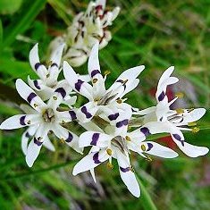 Wurmbea elatior - Pepper-and-Salt flower - 5 Seed Pack - Image 2