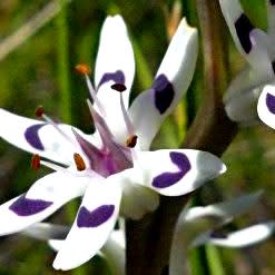 Wurmbea elatior - Pepper-and-Salt flower - 5 Seed Pack - Image 3