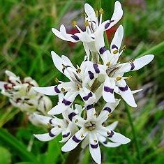 Wurmbea elatior - Pepper-and-Salt flower - 5 Seed Pack - Image 4