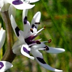Wurmbea elatior - Pepper-and-Salt flower - 5 Seed Pack - Image 5