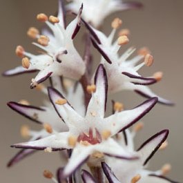 Wurmbea elongata - Swartkoppie - 5 Seed Pack