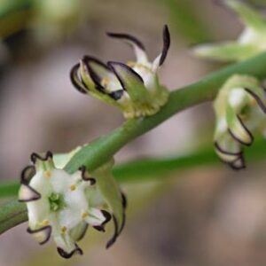 Wurmbea monopetala - 5 Seed Pack