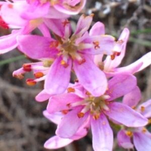 Wurmbea punctata - Hanekammetjie; Cocks Comb - 5 Seed Pack