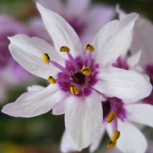 Wurmbea stricta (Onixotis stricta) - Marshflower; Vleiblommetjie - 5 Seed Pack
