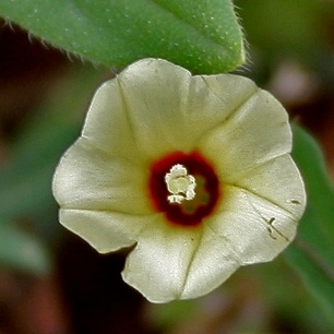 Xenostegia tridentata - Arrow-leaf Morning Glory - 5 Seed Pack