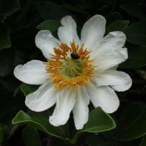 Xylotheca kraussiana - African Dog Rose; Afrikaanse Hondsroos - 5 Seed Pack