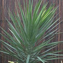 Yucca aloifolia - Spanish Bayonet - 5 Seed Pack - Image 2