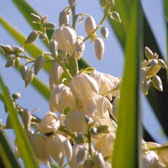 Yucca aloifolia - Spanish Bayonet - 5 Seed Pack - Image 7