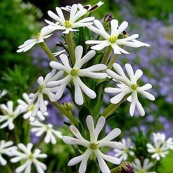 Zaluzianskya capensis - Night Phlox, Midnight Candy - 5 Seed Pack