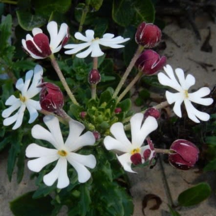 Zaluzianskya maritima - 5 Seed Pack