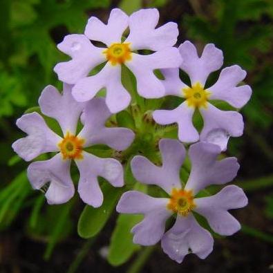 Zaluzianskya villosa - 5 Seed Pack