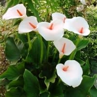 Zantedeschia aethiopica - White Arum Lily; Aronskelk, Varkoor - 5 Seed Pack - Image 6