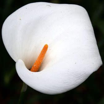 Zantedeschia aethiopica - White Arum Lily; Aronskelk, Varkoor - 5 Seed Pack - Image 7
