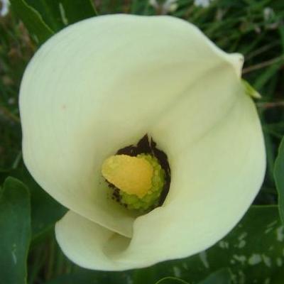 Zantedeschia albomaculata - Black Throated Arum Lily - 5 Seed Pack