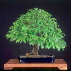 Acer ginnala - Amur Maple, Siberian Maple Bonsai & Bonsai eBook - 20 Seed Pack - Image 3