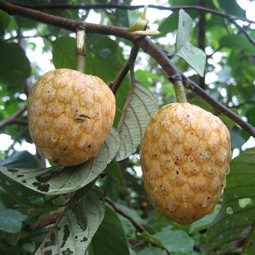 Annona senegalensis - African Custard-apple - 5 Seed Pack