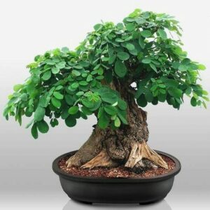 Cassia fistula - Indian Laburnum, Golden Shower Tree Bonsai & Bonsai eBook - 10 Seed Pack