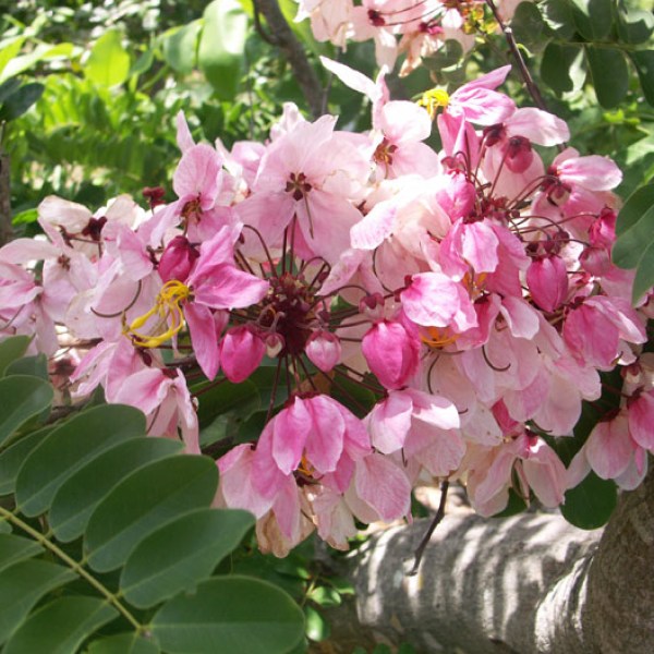Cassia renigera - Burmese Pink Cassia - 10 Seed Pack - Image 5