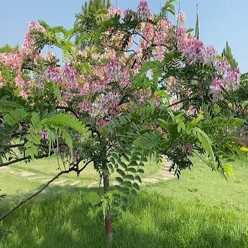 Cassia renigera - Burmese Pink Cassia - 10 Seed Pack - Image 4