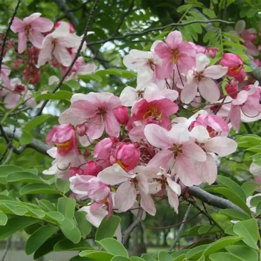 Cassia renigera - Burmese Pink Cassia - 10 Seed Pack - Image 3