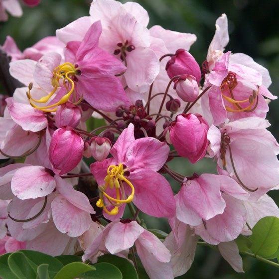 Cassia renigera - Burmese Pink Cassia - 10 Seed Pack