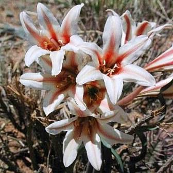 Cyrtanthus smithiae - 5 Seed Pack