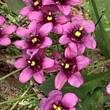 Diascia capensis - Cape Twinspur - 5 Seed Pack