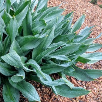 Drimia maritima - (Urginea maritima) - 10 Seed Pack - Image 2