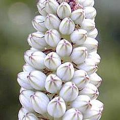 Drimia maritima - (Urginea maritima) - 10 Seed Pack - Image 3