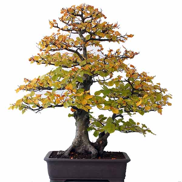 Fagus sylvatica - European Beech Bonsai & Bonsai eBook - 50 Seed Pack - Image 4